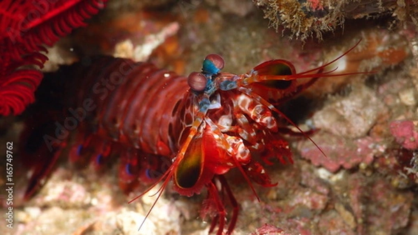 Fototapeta Faune Marine