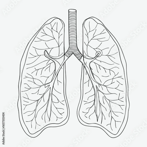 Obraz Human lungs line art.