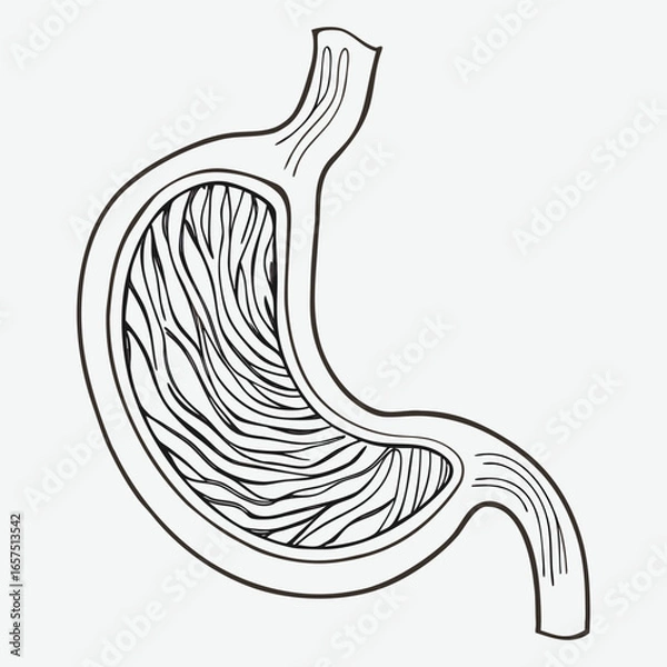 Obraz Human stomach line art.