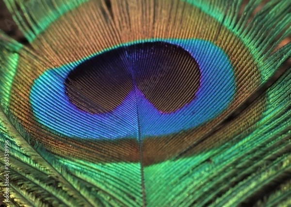 Obraz Peacock feather closeup. Selective focus. Feather detail.