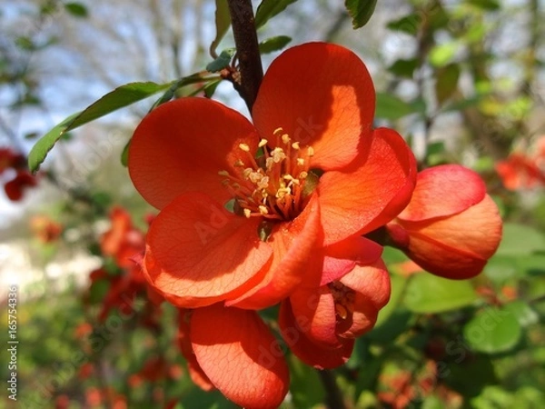 Obraz Faim de soleil