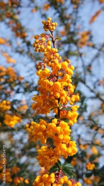 Obraz Point d'orange