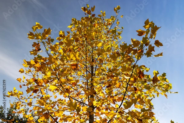 Fototapeta beautiful bright yellow and orange foliage of a tulip tree against a blue sky background autumn foliage of a tulip tree in Indian summer in sunny weather