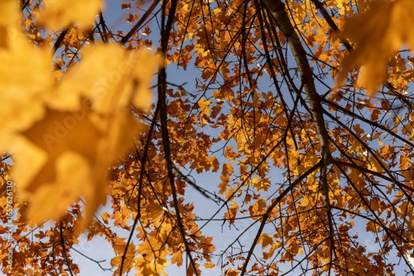 Fototapeta trees changes color during the autumn , beautiful colorful foliage on the branches of trees before falling before the fall, sunny weather