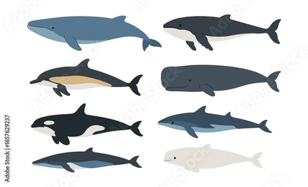 Fototapeta Diverse ocean giants collection: flat design whales and dolphins