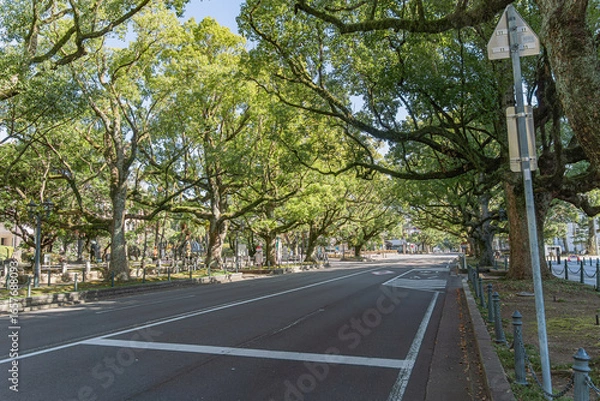 Fototapeta 宮崎県庁前楠並木通り