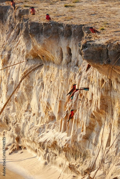 Fototapeta A colony of carmine bee-eaters perched along a sandy riverbank of the Okavango, their vivid colors contrasting with the earthy cliffs