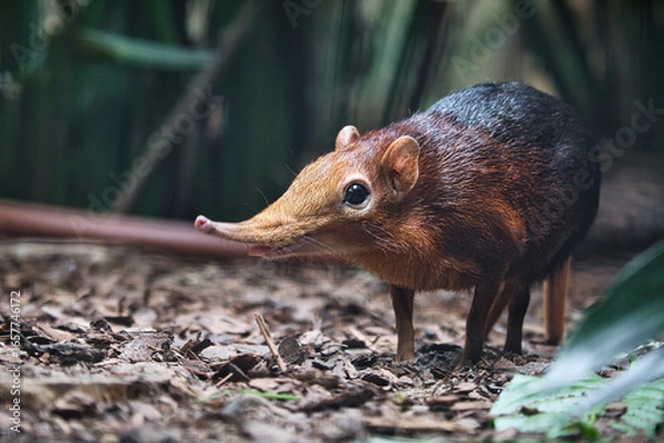 Fototapeta A red-backed elephant shrew in its natural habitat. shy animal with a long trunk