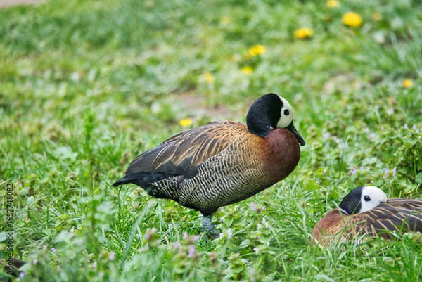 Fototapeta Duck with white face and dark neck stands on flowering meadow, harmonious nature
