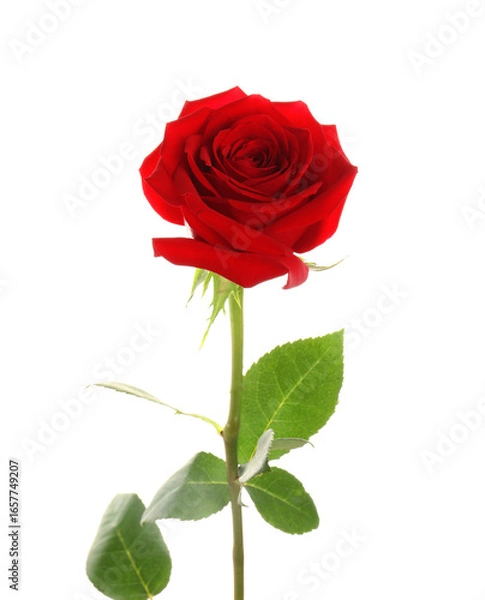 Fototapeta Beautiful red rose on white background