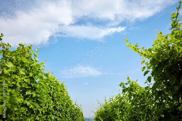 Obraz green grape plantation