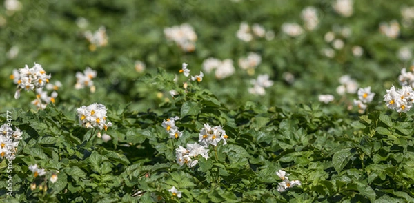 Fototapeta White flowers on potato plants
