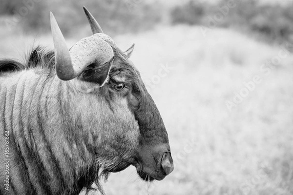 Obraz Blue wildebeest