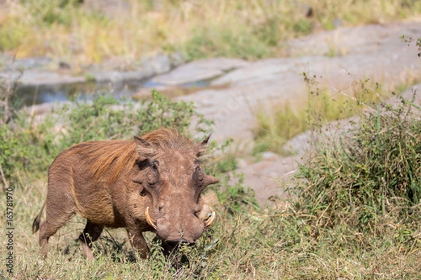 Obraz Common warthog
