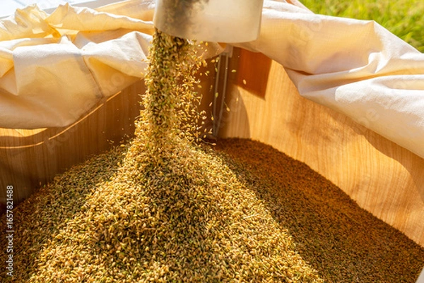 Obraz コンバインでの稲刈り風景	