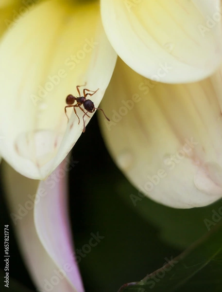 Obraz Ant on flower