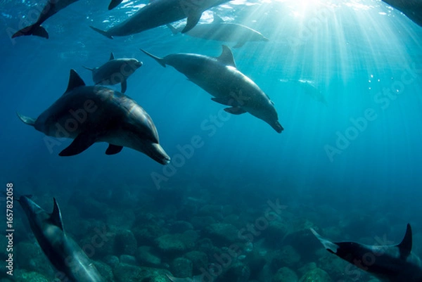 Fototapeta Wild dolphins swimming in a group and sunlight