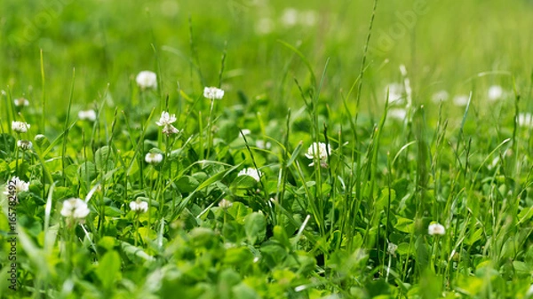 Fototapeta White clover in the green grass. Ratio 16:9