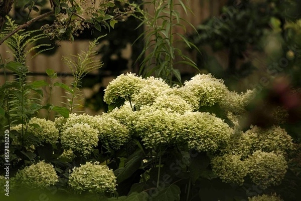 Obraz Rispenhortensie in voller Blüte