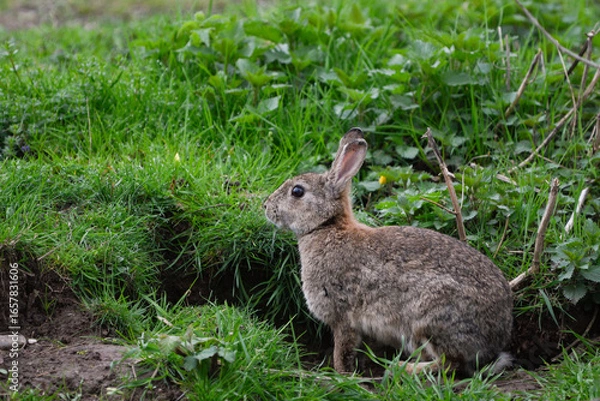 Fototapeta Close-up of a rabbit at the entrance to its burrow