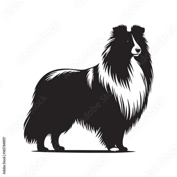 Obraz Shetland Sheepdog vector silhouette, elegant herding breed outline, loyal companion design, fluffy fur contour, intelligent posture, canine graphic art, dog lover emblem, minimal modern editable illus