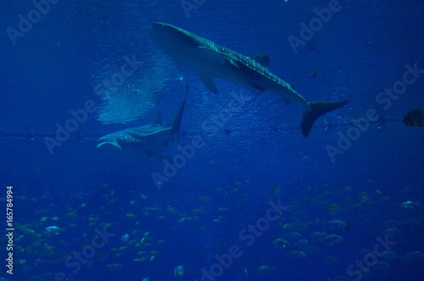 Obraz Whaleshark in giant Aquarium