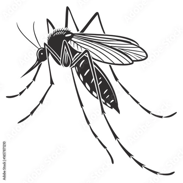 Obraz Isolated Black Silhouette of Mosquito on White Background Insect Vector Illustration