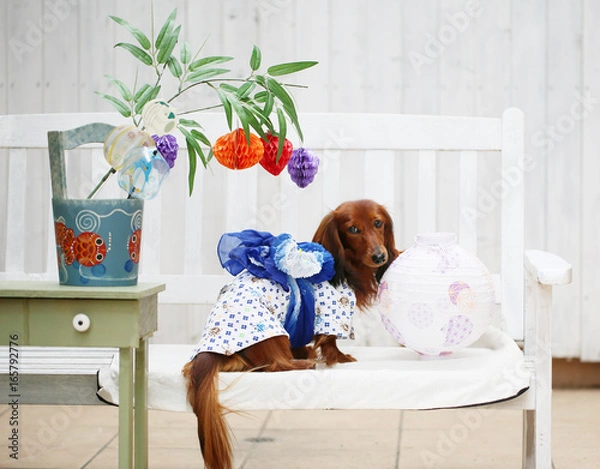 Fototapeta 七夕を楽しむダックスフンド