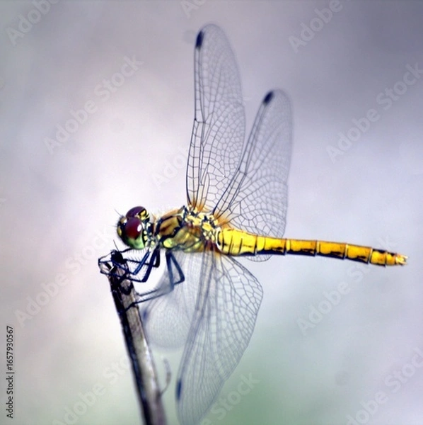 Obraz dragonfly on a branch