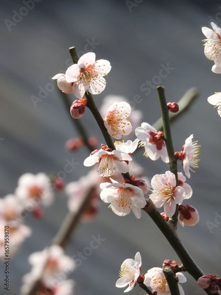 Fototapeta 生気の流れ