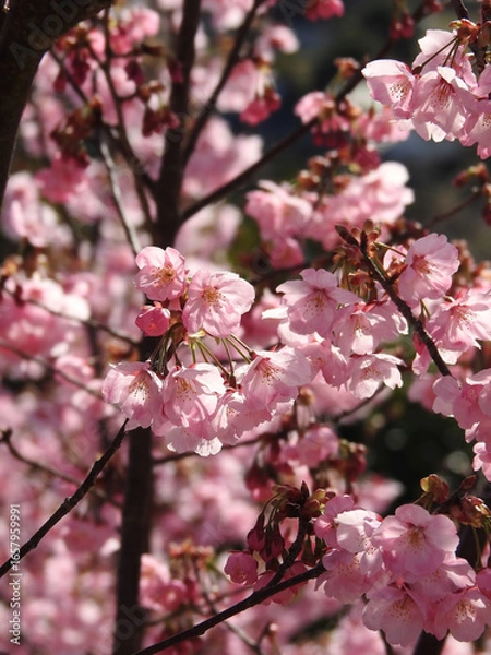 Fototapeta 皆とはぐれないように