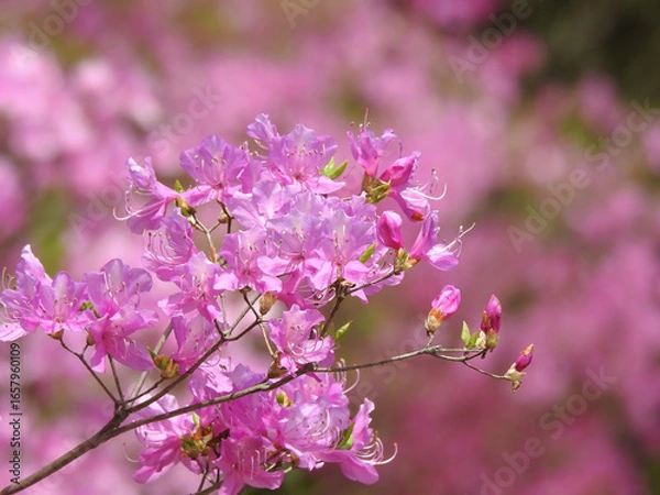 Fototapeta 視覚の温もり