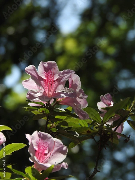 Obraz 静かな玉座