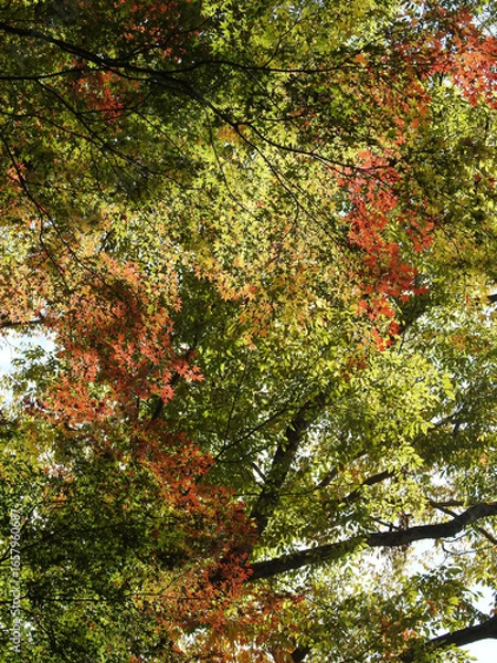 Fototapeta 過渡期