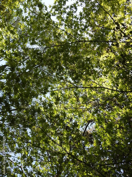 Fototapeta 若き旅人たち