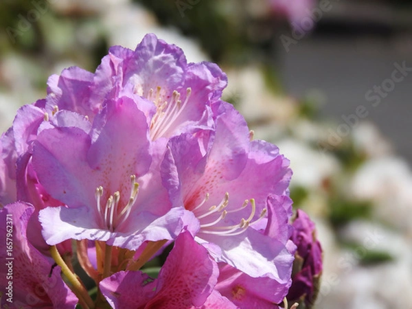 Fototapeta いくらでも近づいて