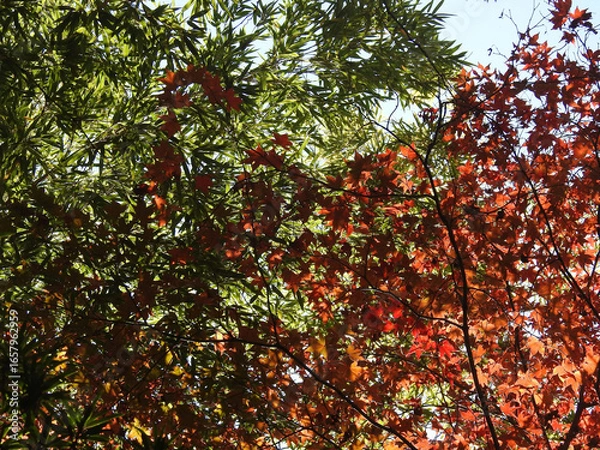 Fototapeta 剣と縦