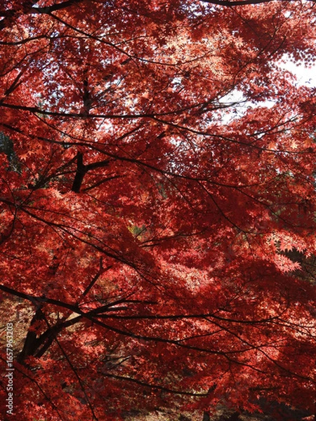 Fototapeta 革命の軍旗