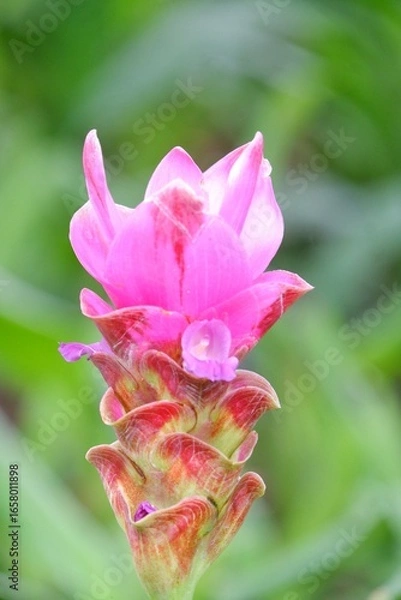Fototapeta Siam Tulip or Summer Tulip blossom in botanical garden with blurred green nature background 