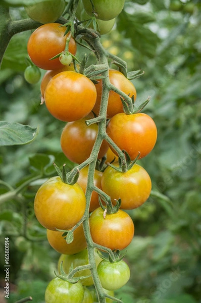 Obraz détail tomates cerise dans une serre biologique
