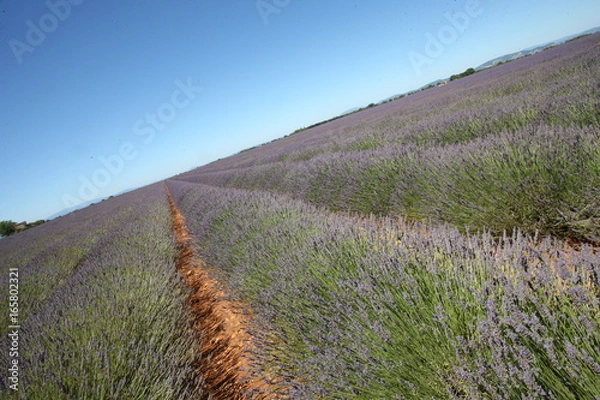Obraz champ de lavandes