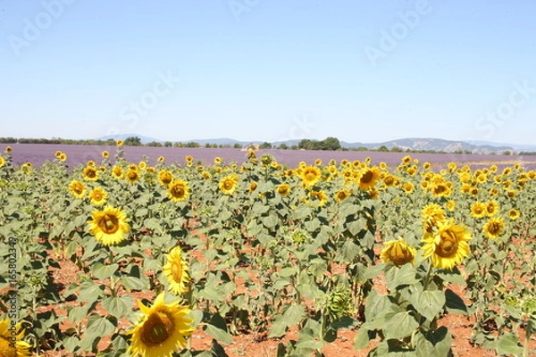 Fototapeta tournesols