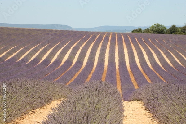 Fototapeta champ de lavandes 