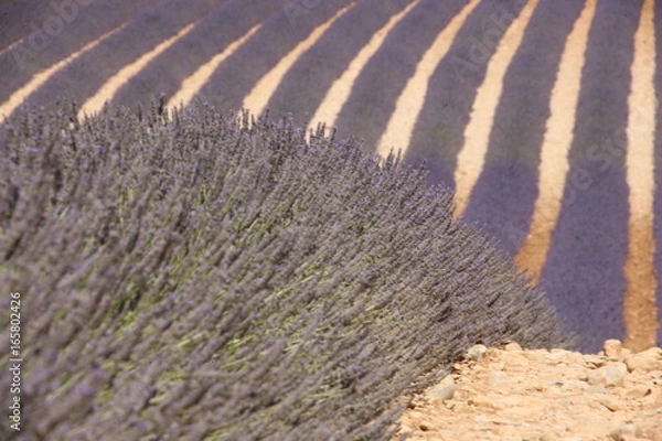 Fototapeta champ de lavandes