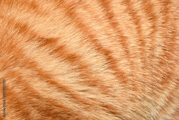 Fototapeta Orange cat fur background texture, beautiful pattern, close-up photography