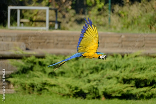 Obraz Guacamayo Azul