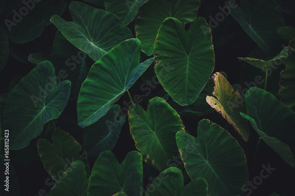 Fototapeta Tropical leaves texture,Abstract nature leaf green texture background.vintage dark tone,picture can used wallpaper desktop.