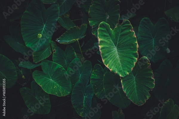 Fototapeta Tropical leaves texture,Abstract nature leaf green texture background.vintage dark tone,picture can used wallpaper desktop.
