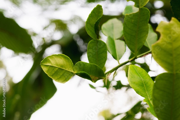 Fototapeta citrus hystrix leaves or kaffir lime leaves or daun jeruk purut are deep green. this leaf is commonly used as a cooking spice and treats several diseases.