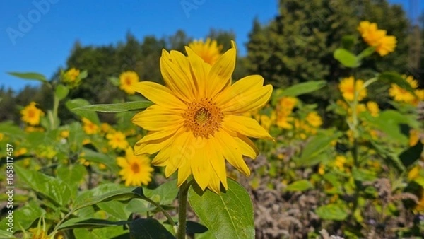 Fototapeta Sweden. The common sunflower (Helianthus annuus) is a species of large annual forb of the genus Helianthus. It is commonly grown as a crop for its edible oily seeds. 